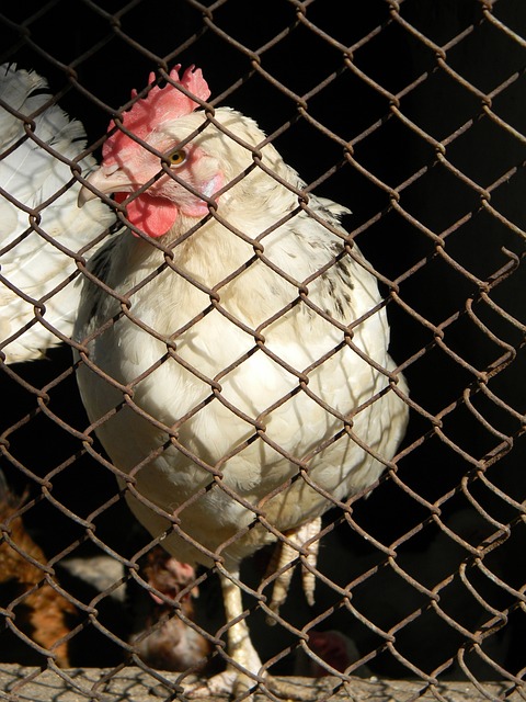 当日的观赛 当日的观赛